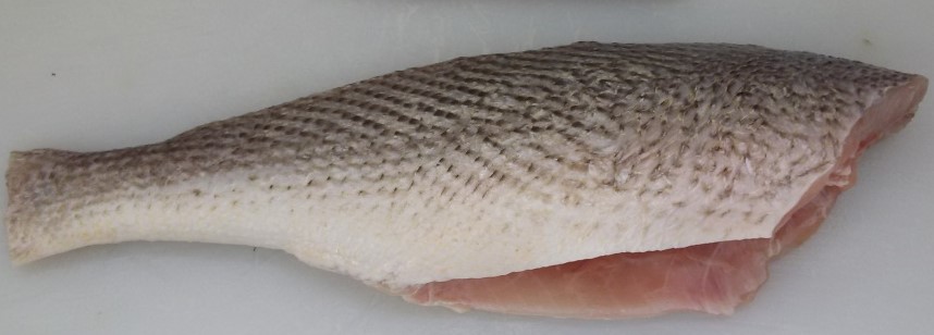 Yellow Croaker